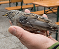 Vogelnotfälle: Verletzte oder kranke Wildvögel